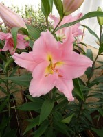 [4305 Ovada VH No102.JPG]